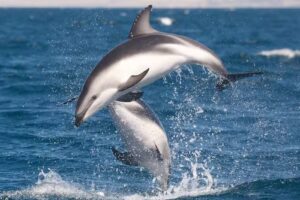 Agencia All Peninsula Valdes / Bottazzi Avistajes