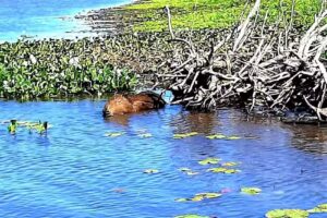 Agencia de Turismo Koe Itu Evt