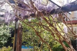 Alamo Hostel & Suites