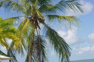 Almundo Devoto Shopping