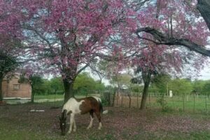 Alojamiento Goya-Lavalle