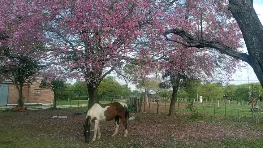 Alojamiento Goya-Lavalle