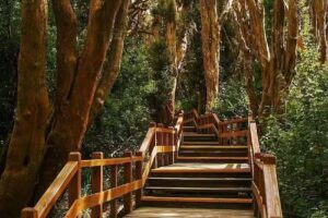 Angostura Lacustre ~ Paseos en Barco