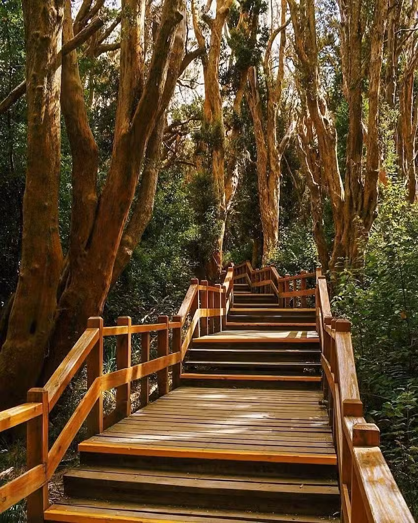 Angostura Lacustre ~ Paseos en Barco