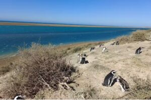Animal Travel – Excursiones en Puerto Madryn | Shore Tours