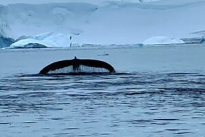 AntArctic Polar Expeditions