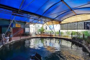 AQUARIO MIRAMAR entrada gratis