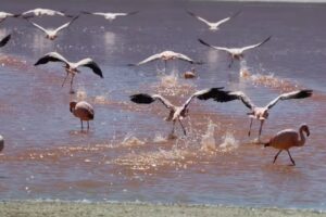 Argentina Overland 4×4. Travesias y Cursos 4×4