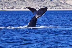 Arnez Travel – Excursiones y avistajes ballenas / Shore Excursions Puerto Madryn