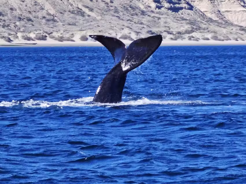 Arnez Travel – Excursiones y avistajes ballenas / Shore Excursions Puerto Madryn
