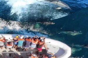 Atlántico Avistajes