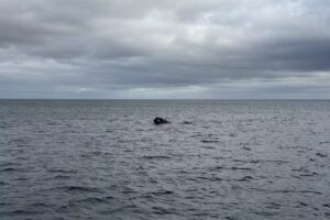 Avistaje de ballenas Southern Spirit / Yellow Submarine