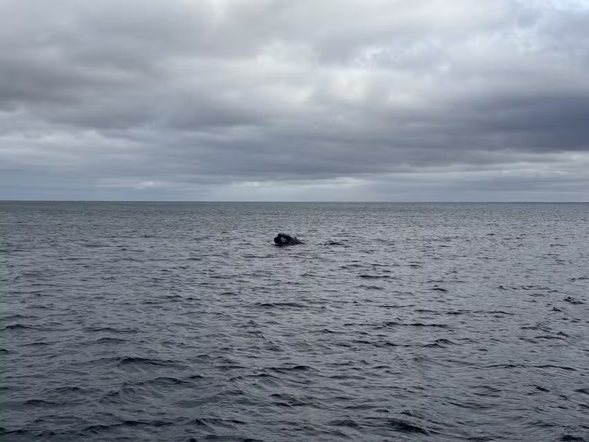 Avistaje de ballenas Southern Spirit / Yellow Submarine