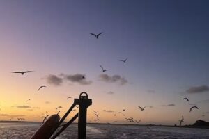 Barracuda excursiones