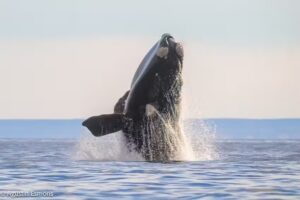 Birding Puerto Madryn