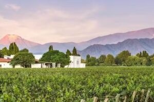 Bodegas Mendoza Nieto Senetiner