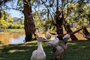 Bonanza Deltaventura, tu estancia en el Delta