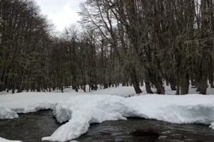 Bosque De Los Huskies
