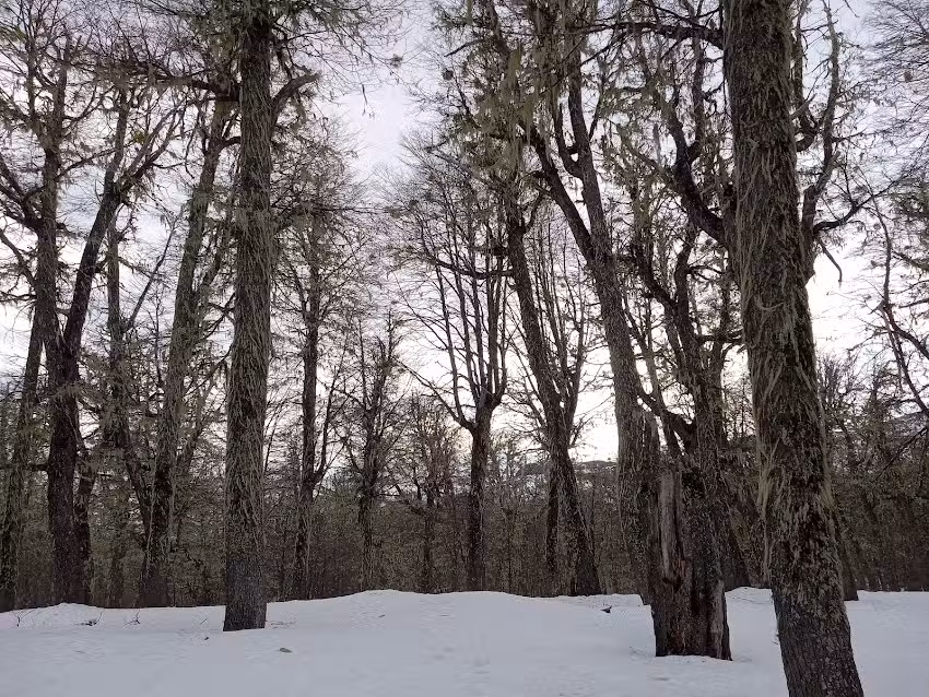 Bosque De Los Huskies