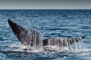 Bottazzi Avistaje de Ballenas/ Whale Watch