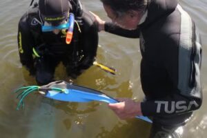 Buceo Córdoba