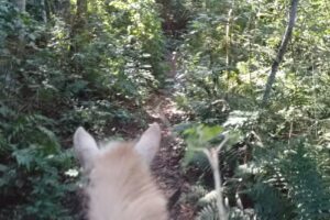 Cabalgata ecológica del indio solitario