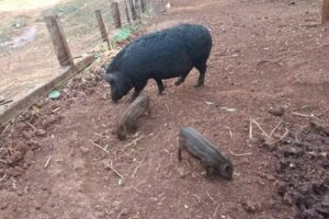 Cabalgata Ecológica Sapucai