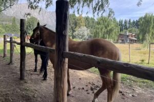 Cabalgata Los Amigos