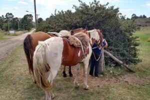 Cabalgatas de Reconocimiento Autoctono