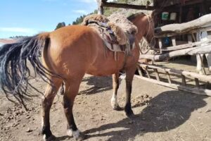 Cabalgatas El Bagual