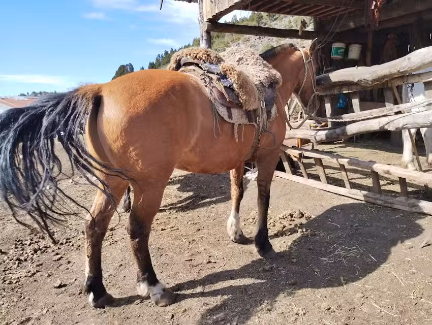 Cabalgatas El Bagual