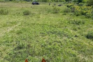 Cabalgatas La Calandria