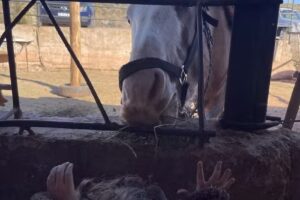 Cabalgatas «Los Camperitos»