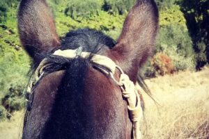 Cabalgatas Rancho Viejo | Horseback