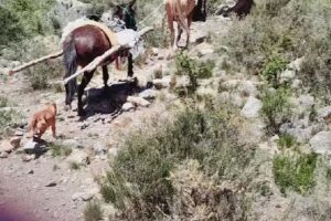 CABALGATAS SIETE LUNA 2022