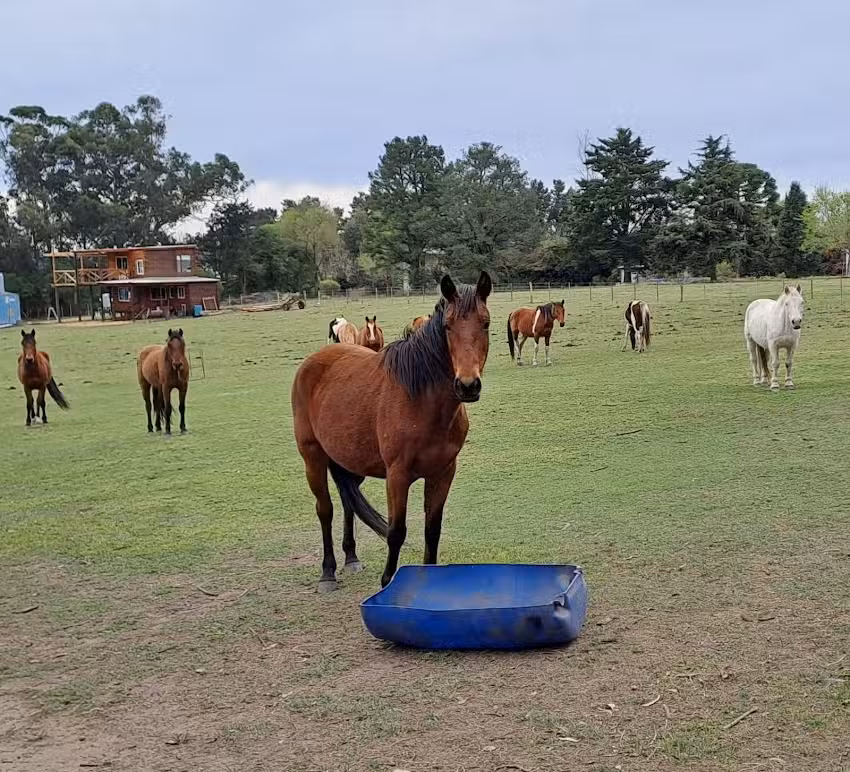 Cabalgatas Tandil – Gabriel Barletta