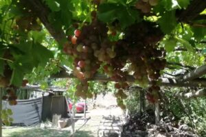 Cabañas «Alto Valle»