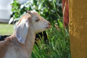 Cabañas Bajo Luján