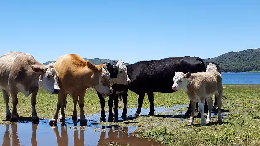 Cabañas COSTA PARAISO