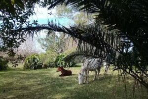 Cabañas las arabias