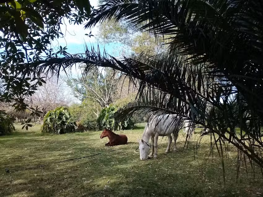 Cabañas las arabias