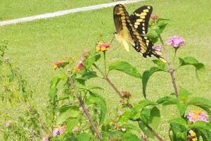 Cabañas Lo De Mis Vijos