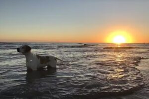 Cabañas Los Eucaliptus