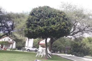 Cabañas Stein Weiss