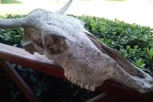 Cabañas Tilo Gualeguay