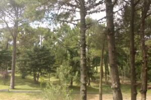 CARILO ALQUILÓ CASASAS