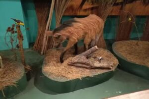 Casa Iberá – Centro de Informes e Interpretación