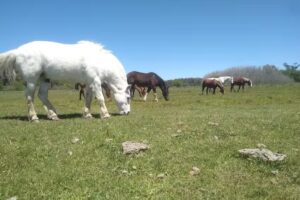 Centro Ecuestre Brandsen