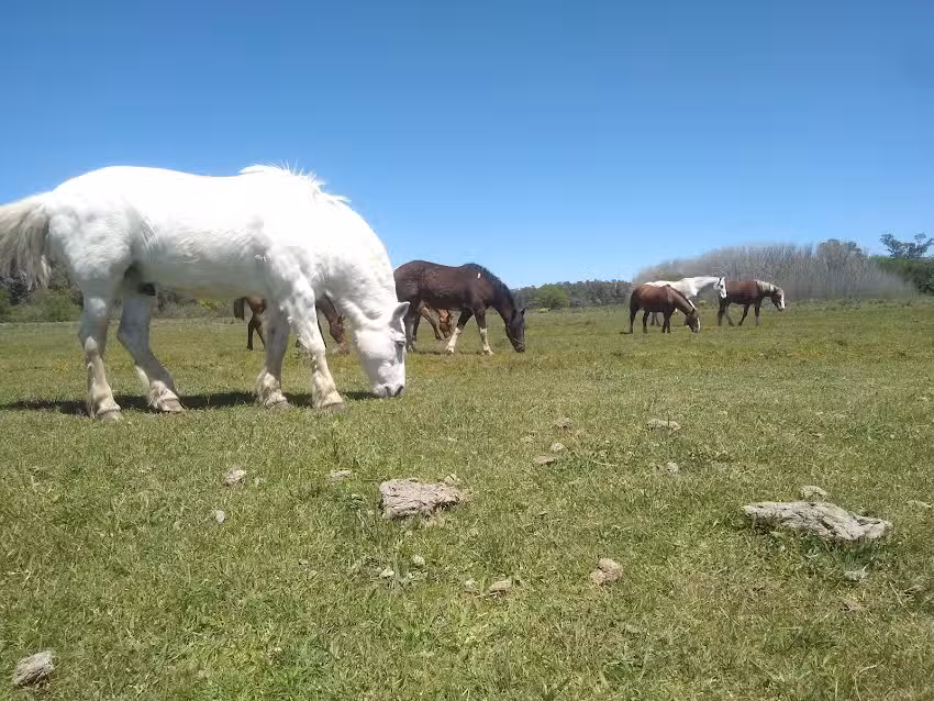 Centro Ecuestre Brandsen