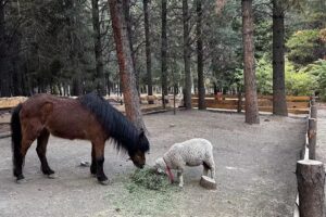 Centro Integral Ecuestre Lucero